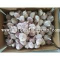 Fresh Natural White Garlic Nova Colheita